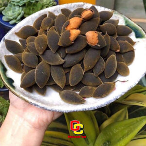 Frozen Velvet Tamarind Fruit Trai Xay Nhung 20 x 17 2